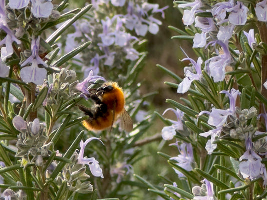 You've Never Tasted Honey Like This
